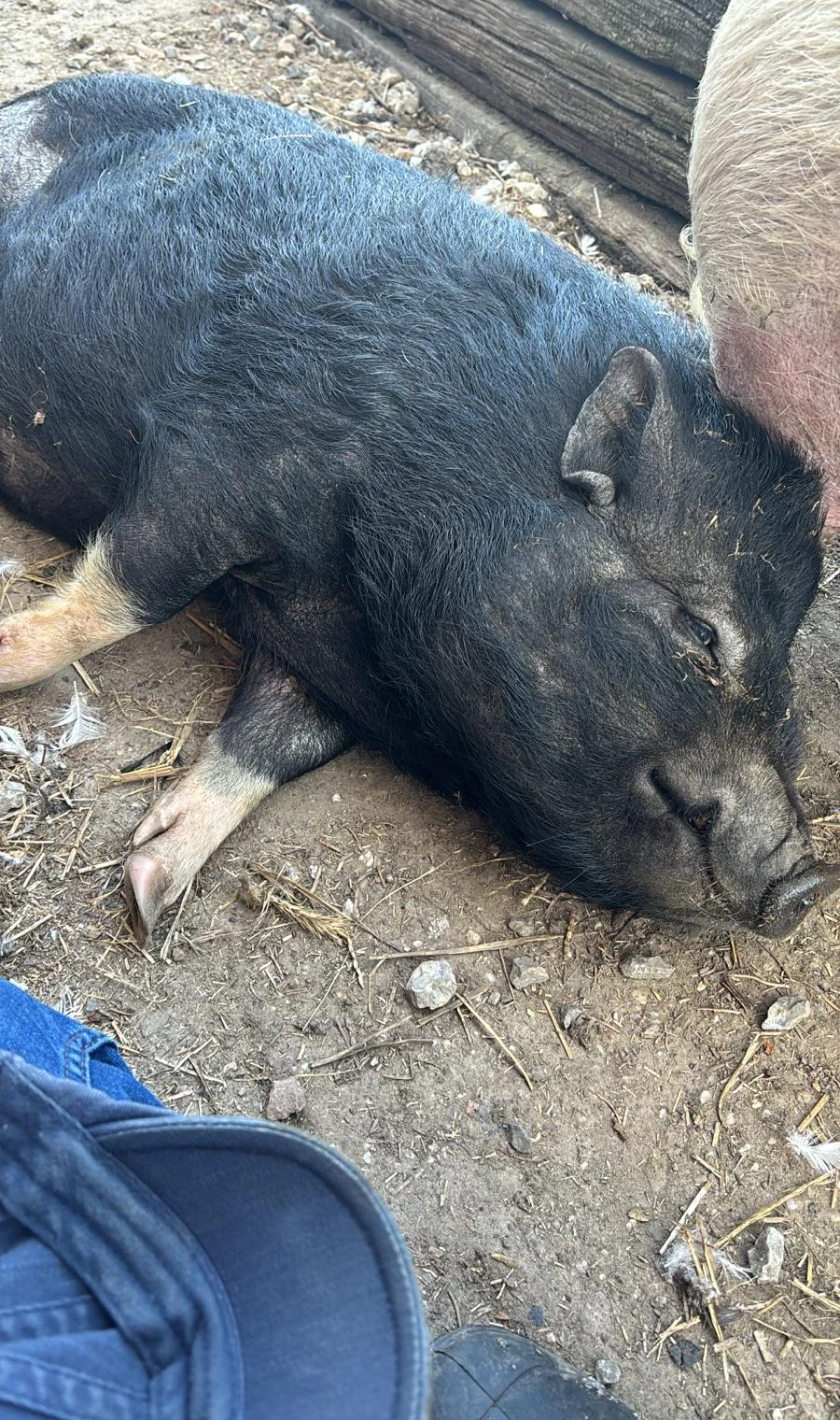 Schwein auf Gut Freitag